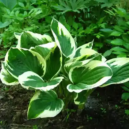 Foto von Weißrand-Funkie 'Patriot' (Hosta x fortunei 'Patriot')