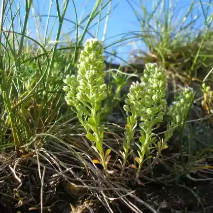 Foto von Kelch-Steinkraut (Alyssum alyssoides)