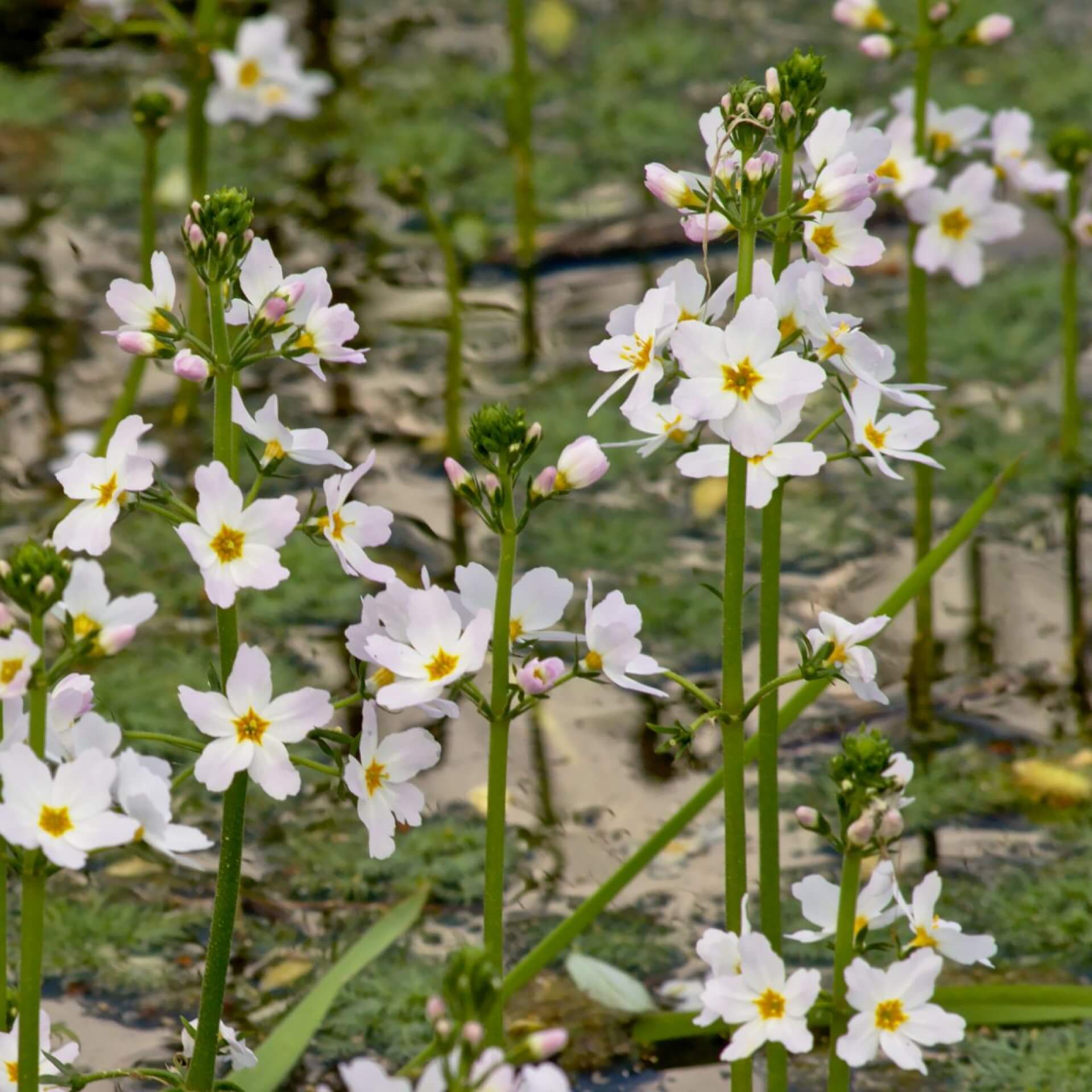 Wasserfeder (Hottonia palustris)