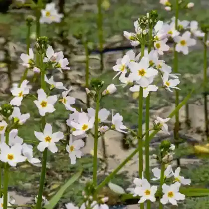 Foto von Wasserfeder (Hottonia palustris)