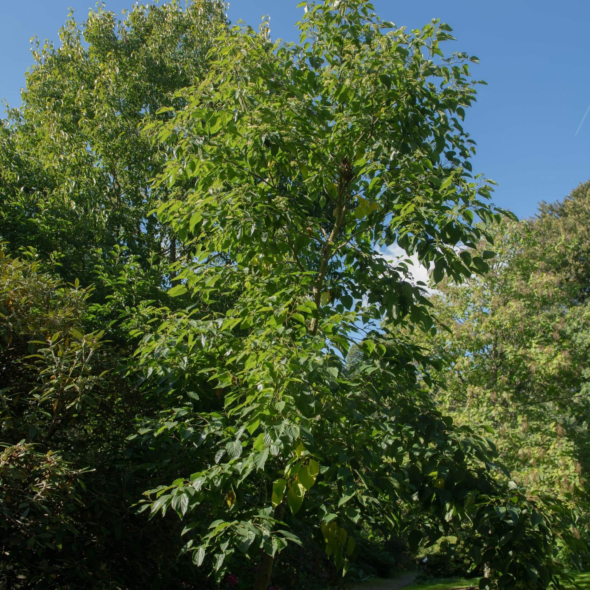 Japanischer Rosinenbaum (Hovenia dulcis)