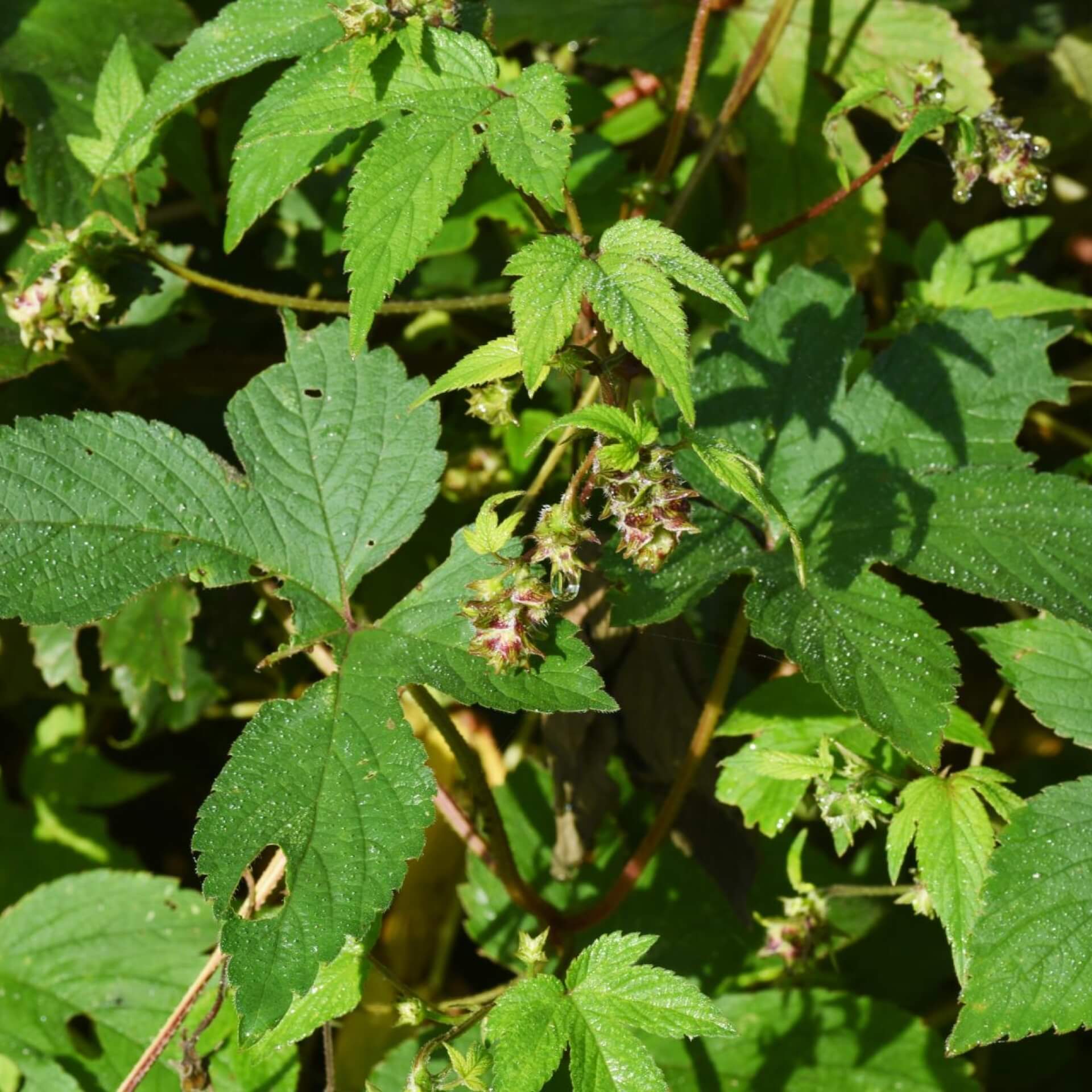 Japanischer Hopfen (Humulus japonicus)