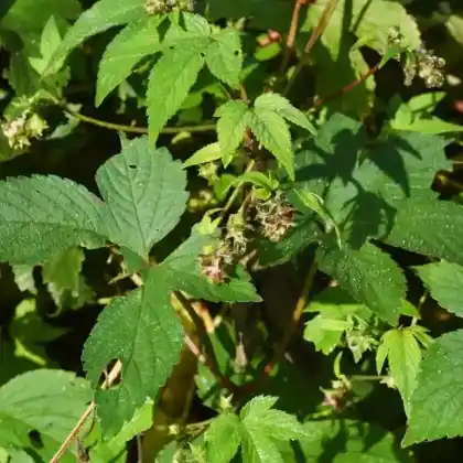 Foto von Japanischer Hopfen (Humulus japonicus)