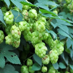 Humulus lupulus