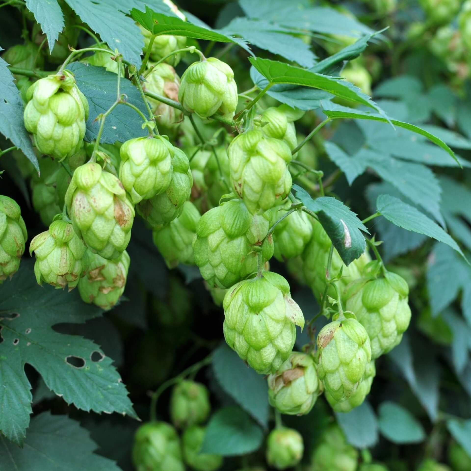 Echter Hopfen (Humulus lupulus)