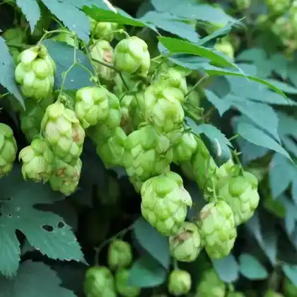 Foto von Echter Hopfen (Humulus lupulus)