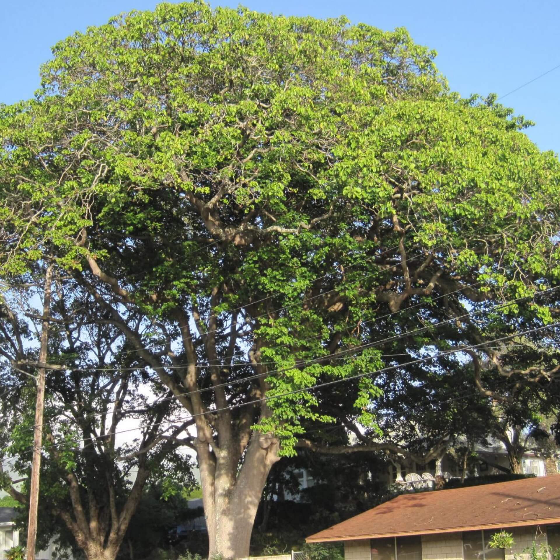 Sandbüchsenbaum (Hura crepitans)