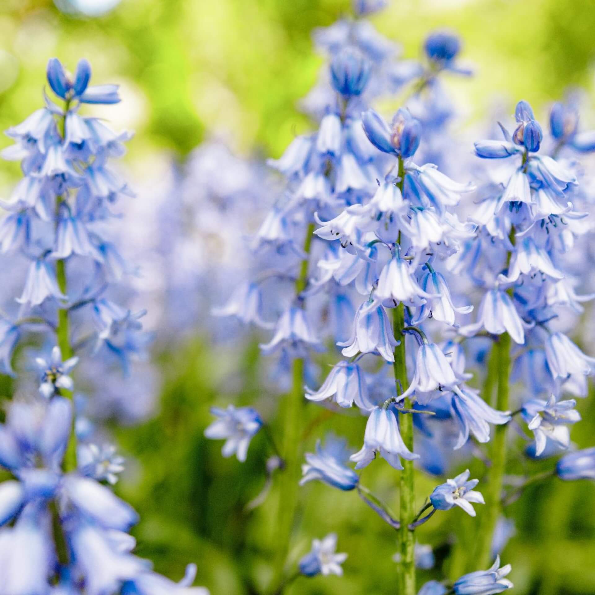 Atlantisches Hasenglöckchen (Hyacinthoides non-scripta)