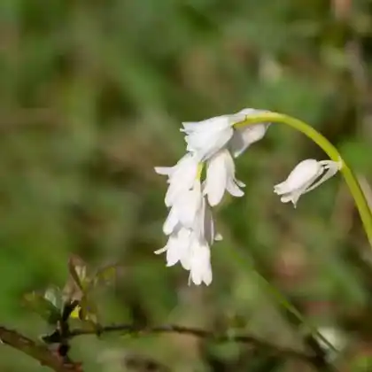 Foto von Atlantisches Hasenglöckchen 'Alba' (Hyacinthoides non-scripta 'Alba')