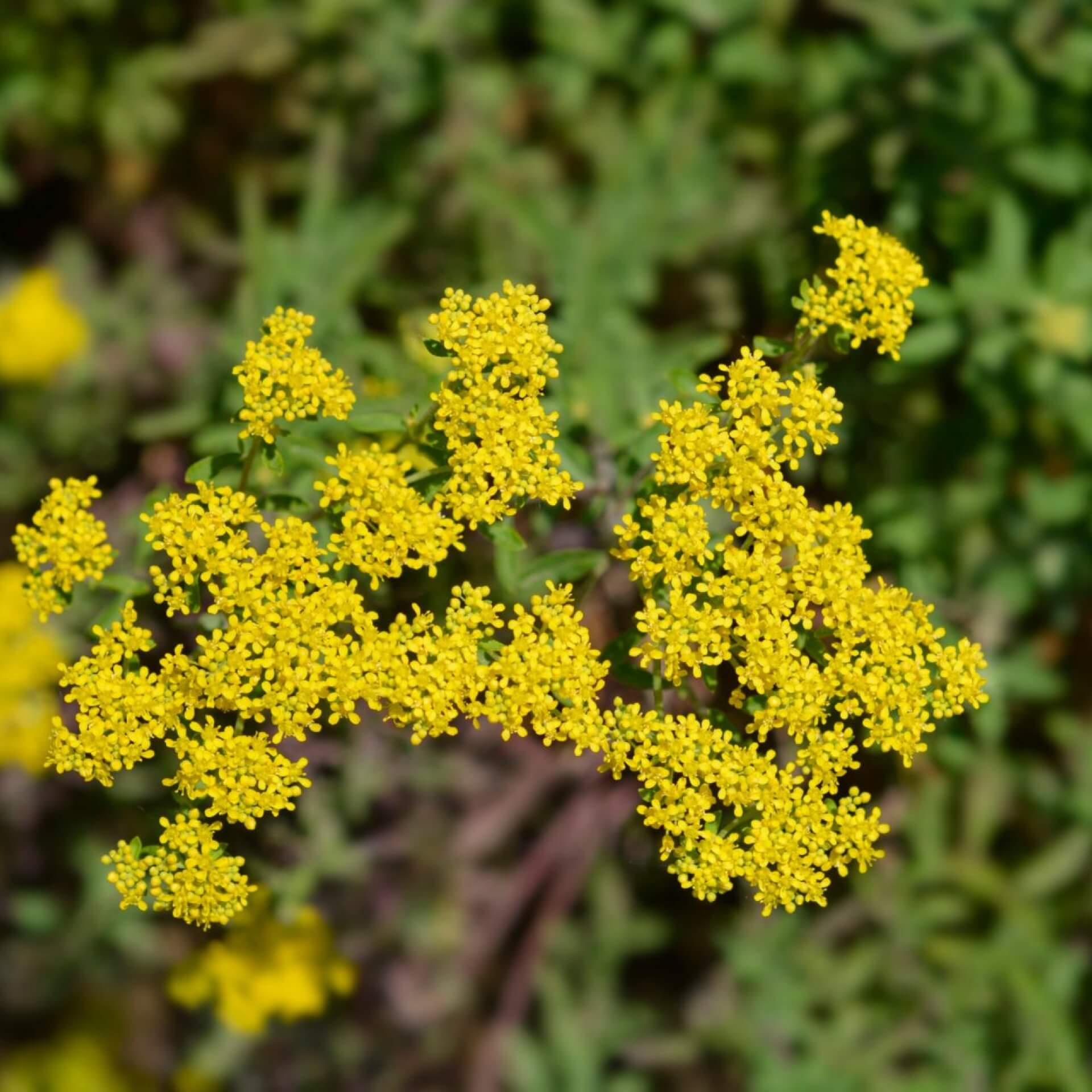 Silber-Steinkraut (Alyssum argenteum)