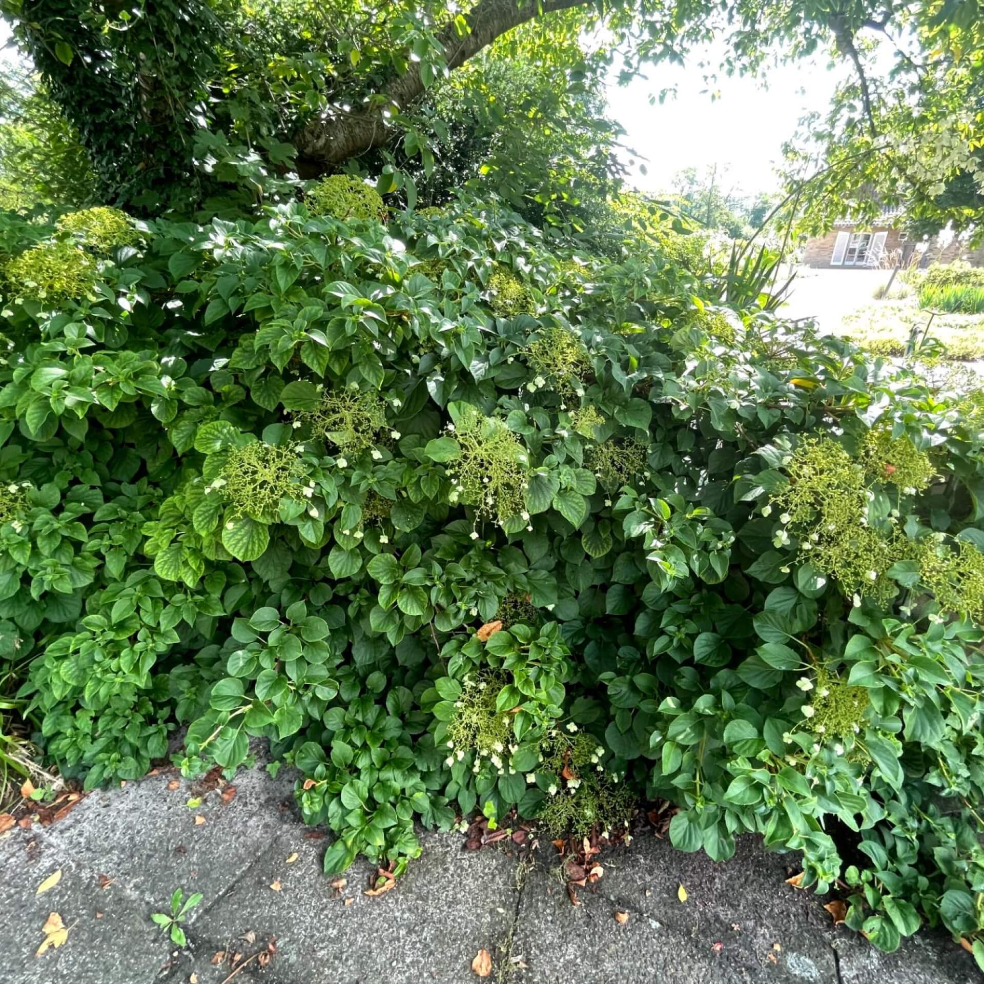 Wald-Hortensie (Hydrangea arborescens)