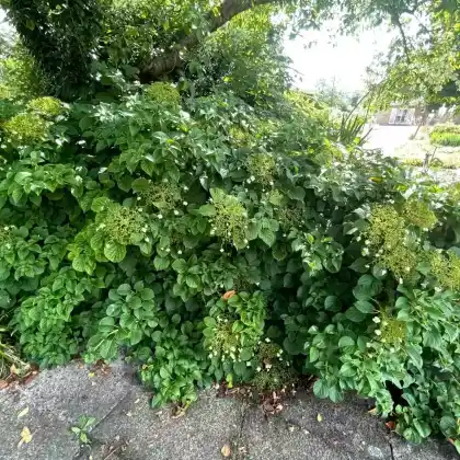 Foto von Wald-Hortensie (Hydrangea arborescens)