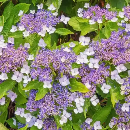 Foto von Raue Hortensie (Hydrangea aspera)