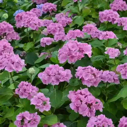 Foto von Garten-Hortensie (Hydrangea macrophylla)
