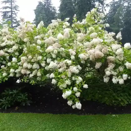Foto von Rispen-Hortensie (Hydrangea paniculata)