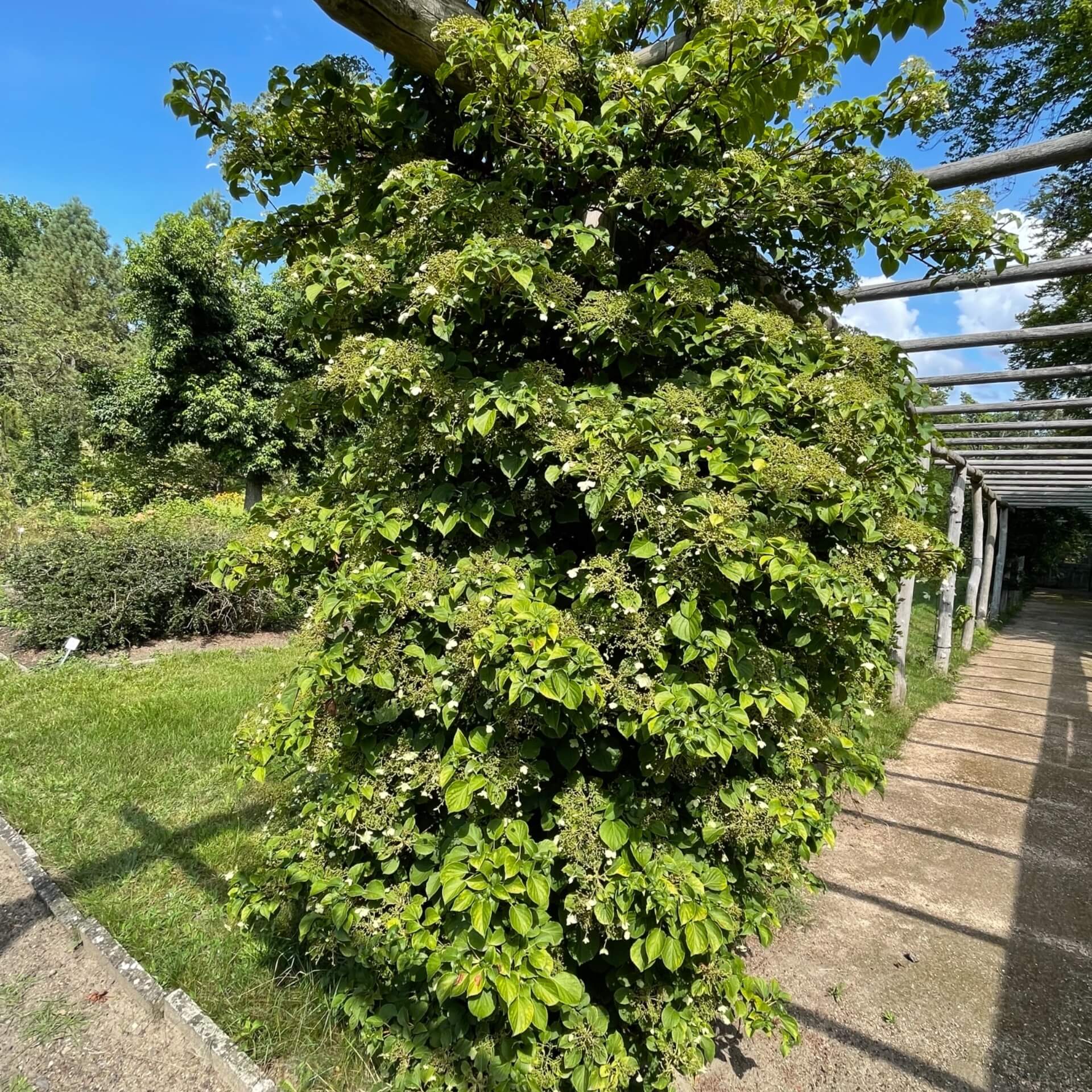 Kletter-Hortensie (Hydrangea petiolaris)