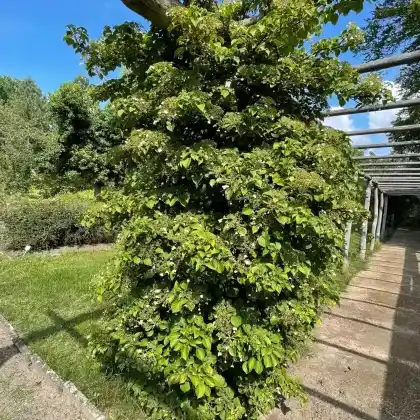 Foto von Kletter-Hortensie (Hydrangea petiolaris)