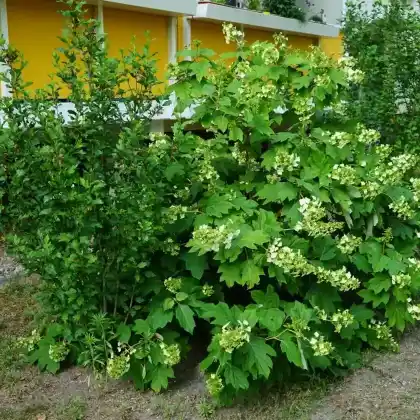 Foto von Eichblatt-Hortensie (Hydrangea quercifolia)