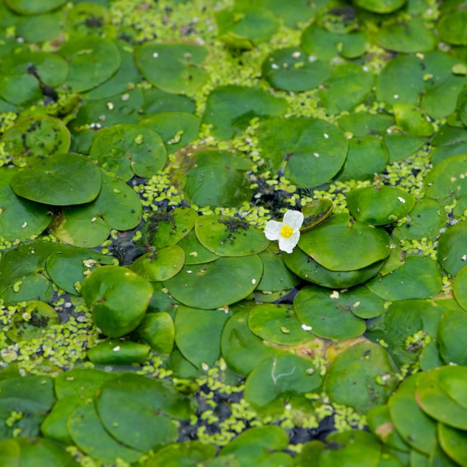 Europäischer Froschbiss (Hydrocharis morsus-ranae)