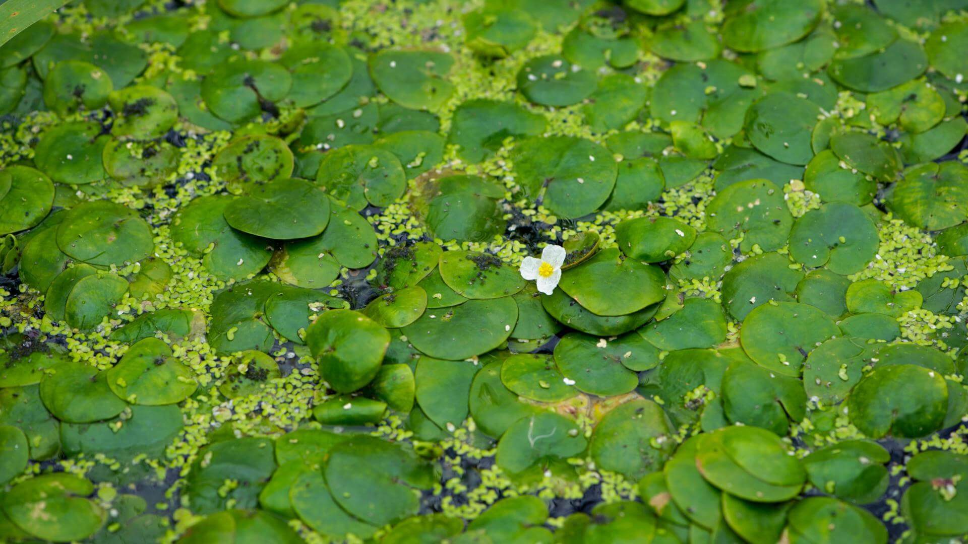 Europäischer Froschbiss / Hydrocharis morsusranae