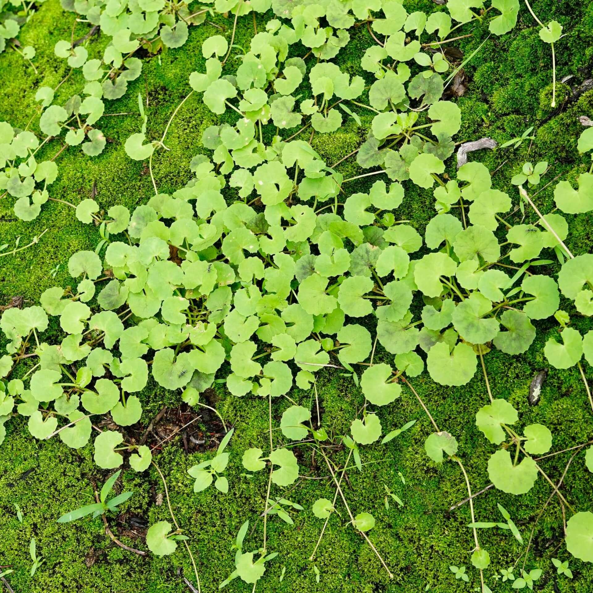 Indischer Wassernabel (Hydrocotyle asiatica)