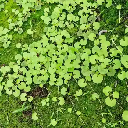 Foto von Indischer Wassernabel (Hydrocotyle asiatica)