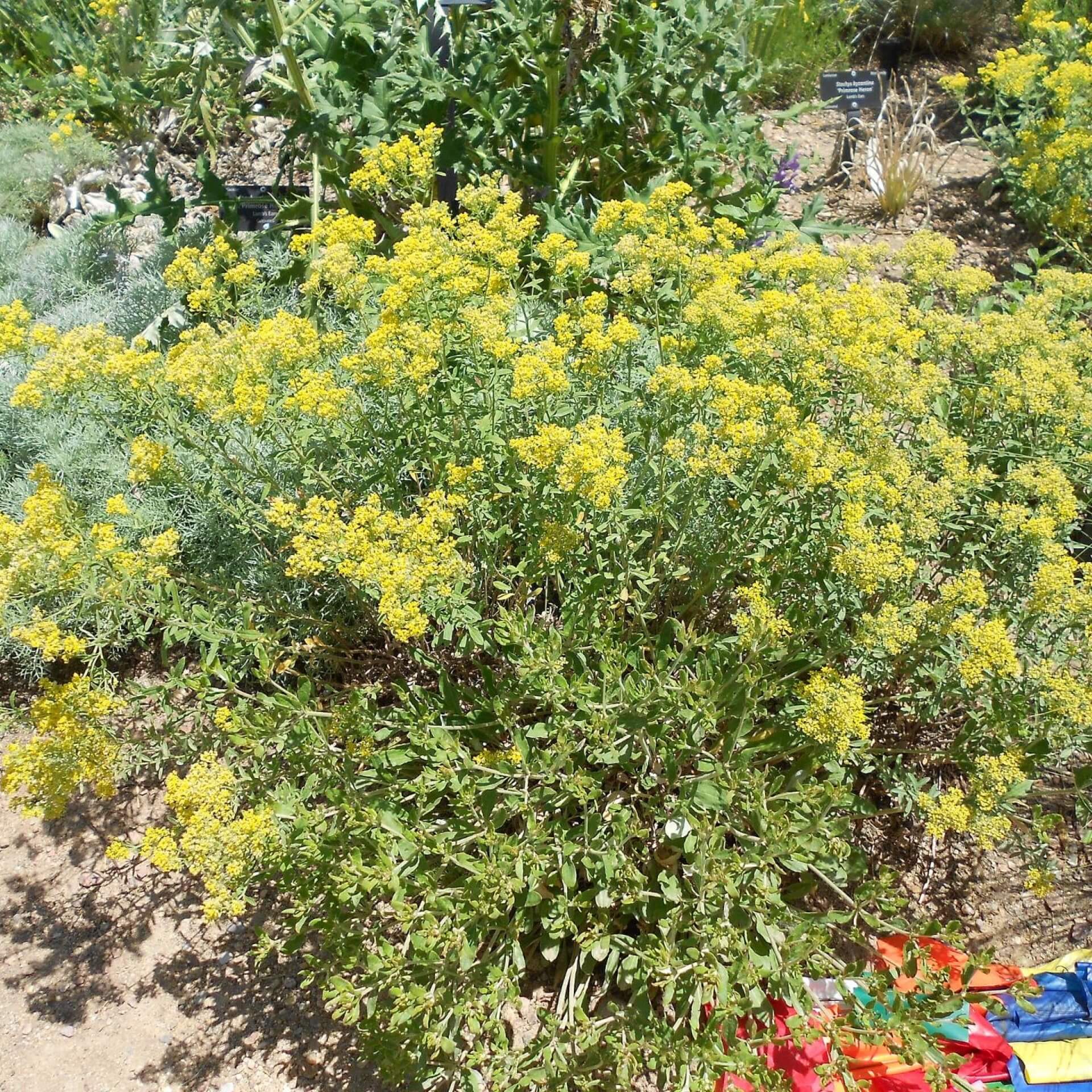 Holziges Steinkraut (Alyssum markgrafii)