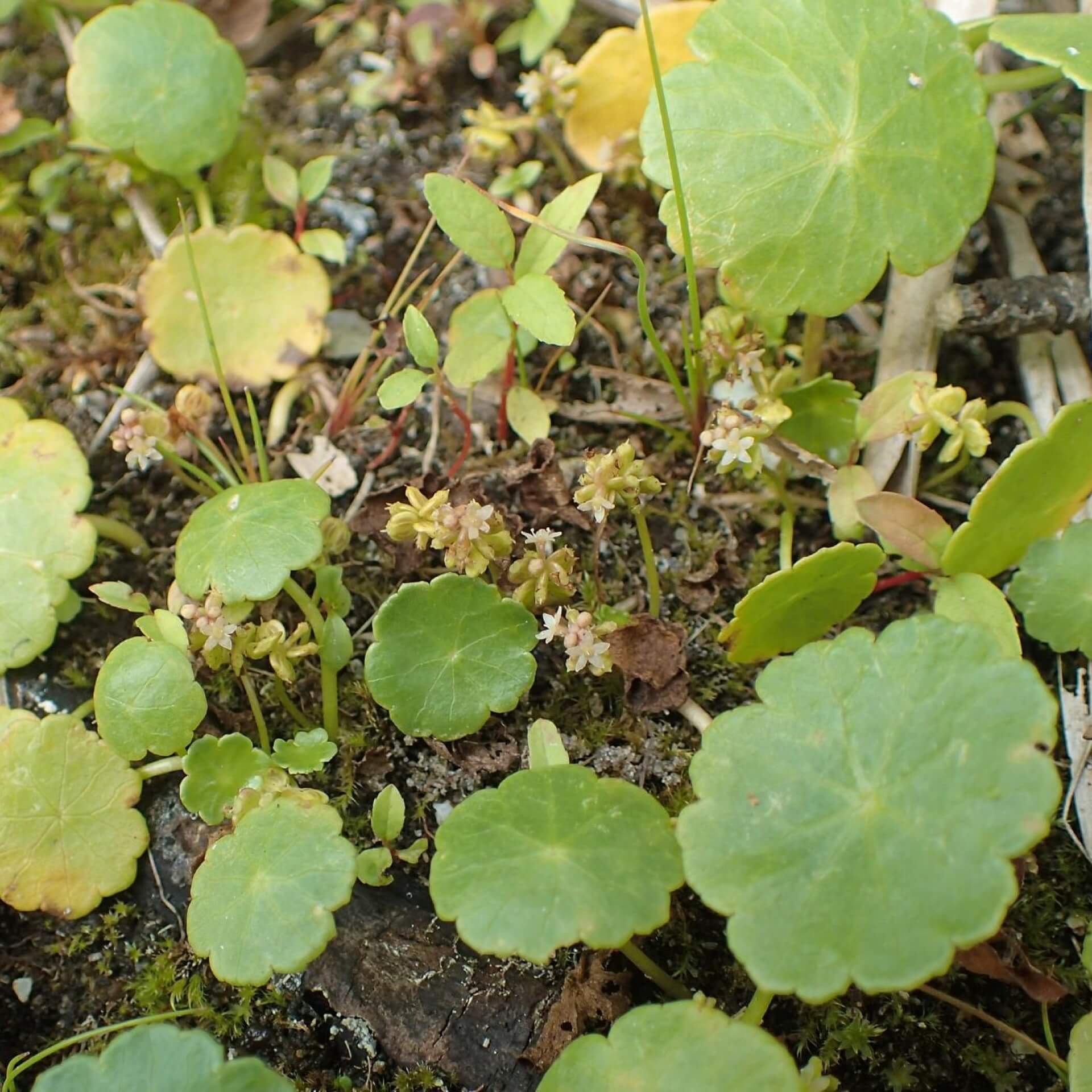 Gewöhnlicher Wassernabel (Hydrocotyle vulgaris)