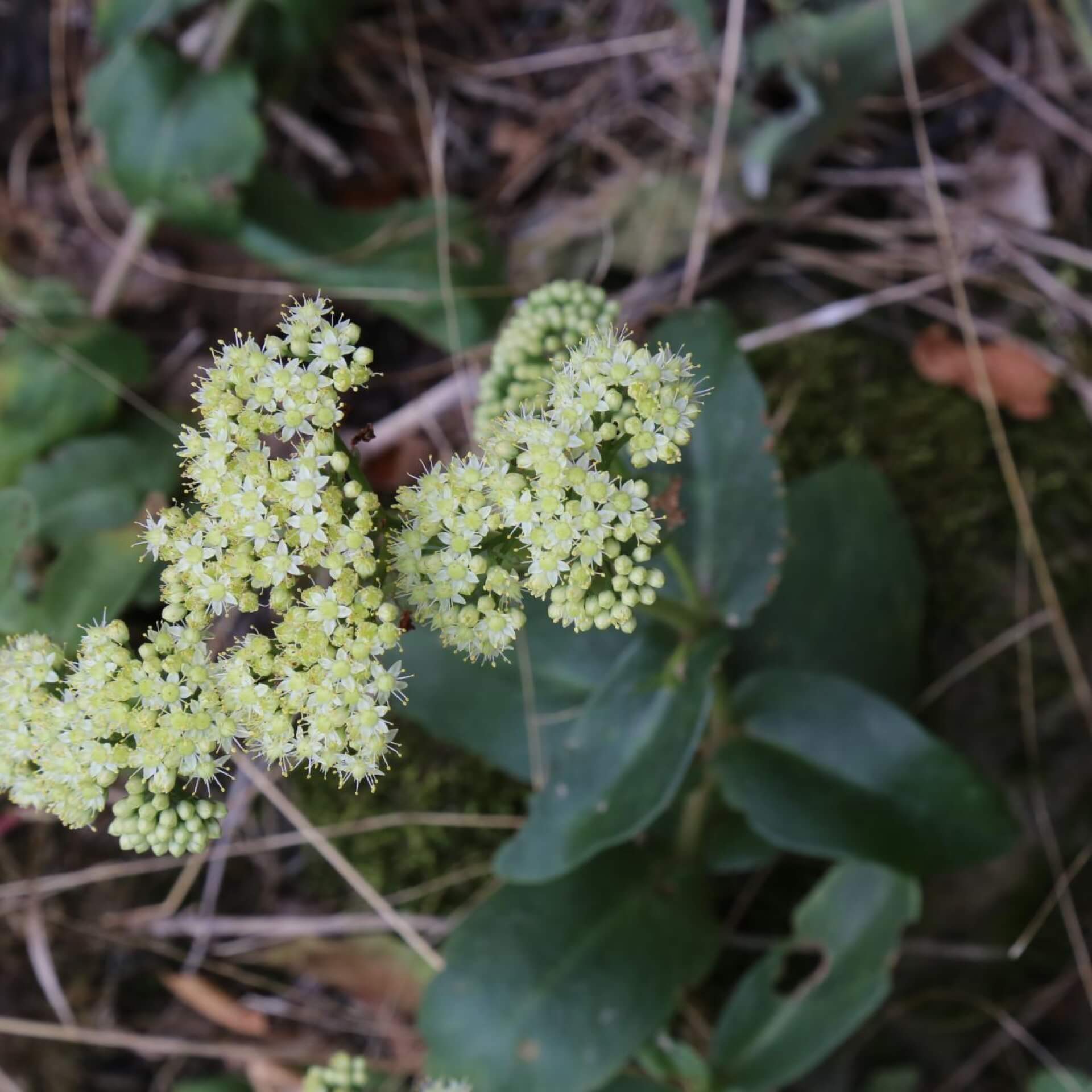 Große Waldfetthenne (Hylotelephium maximum)