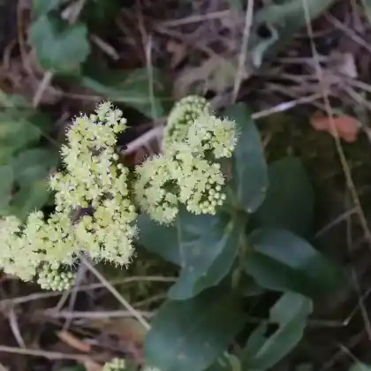 Foto von Große Waldfetthenne (Hylotelephium maximum)