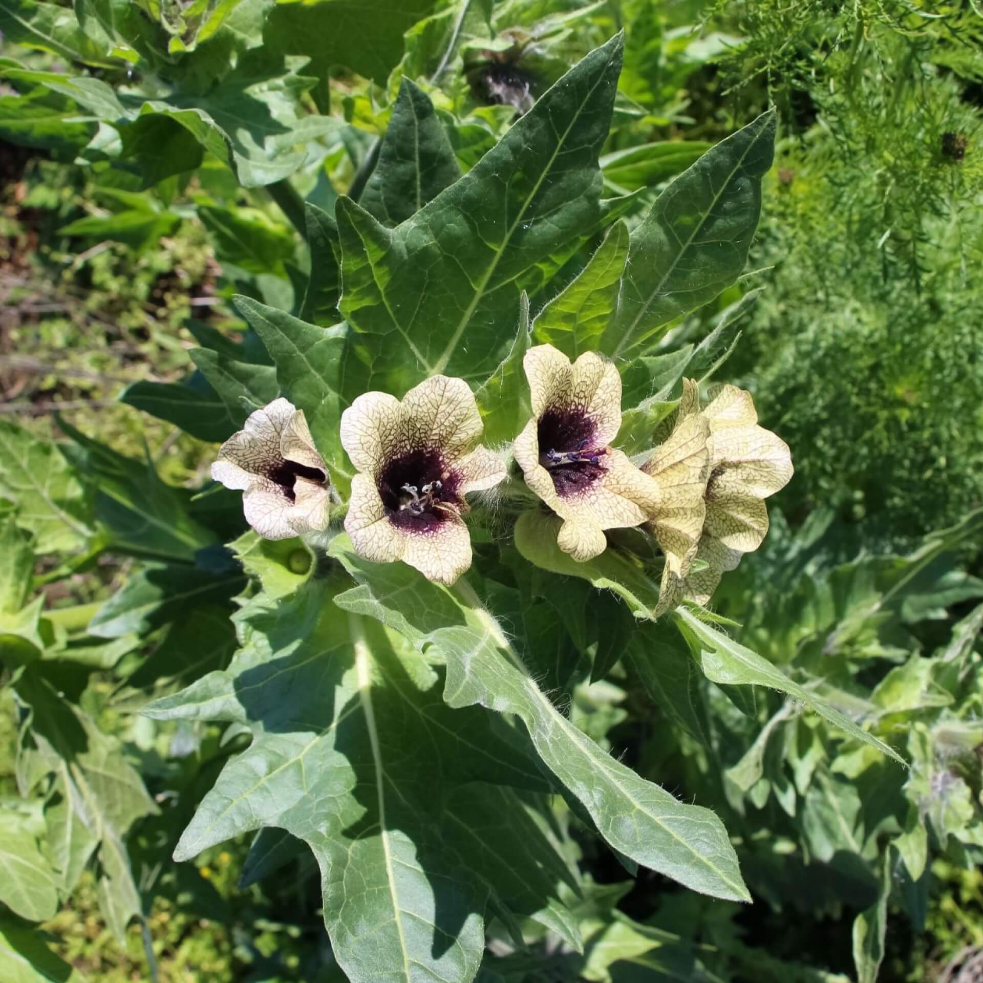 Schwarzes Bilsenkraut (Hyoscyamus niger)