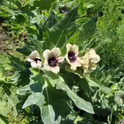 Foto von Schwarzes Bilsenkraut (Hyoscyamus niger)