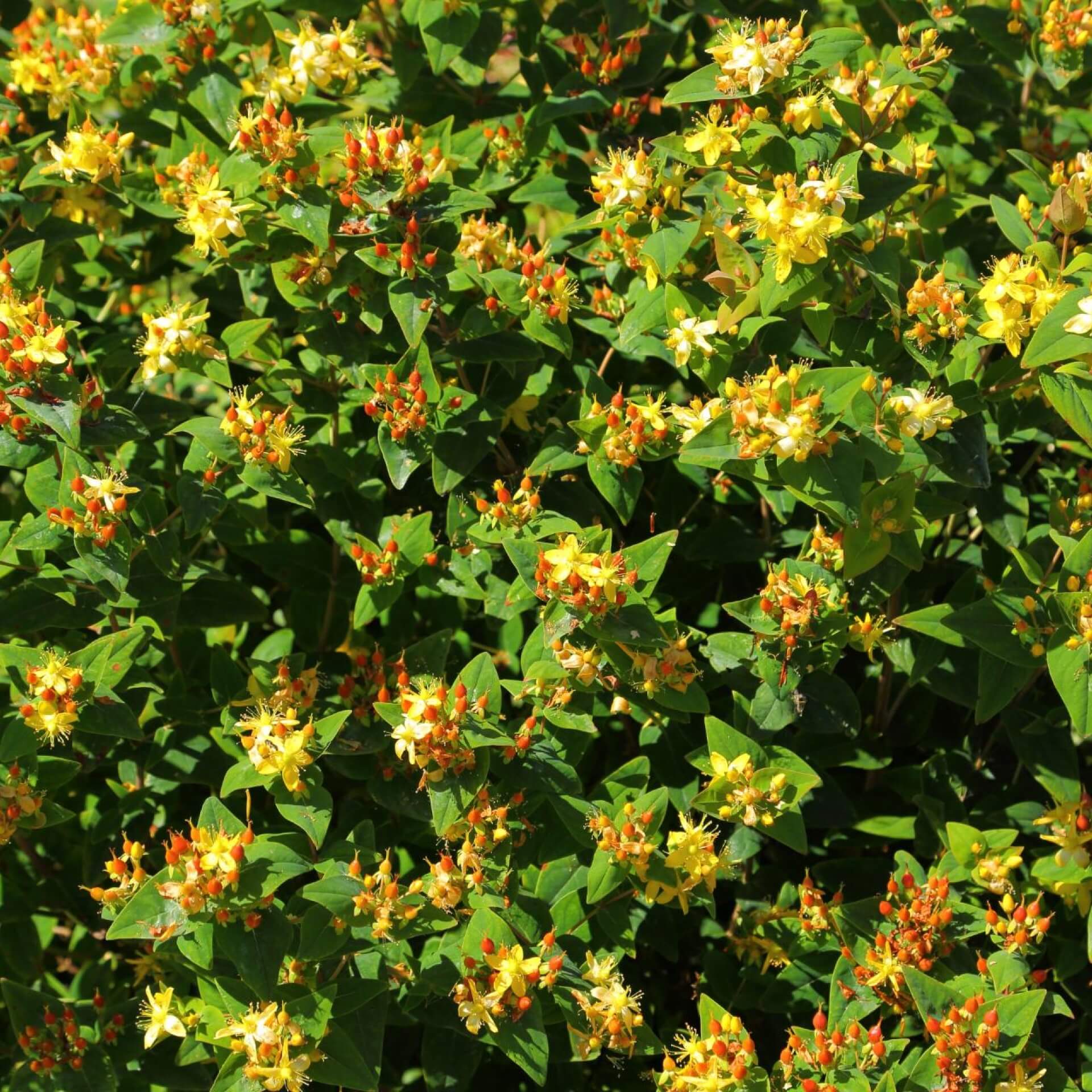 Blut-Johanniskraut (Hypericum androsaemum)