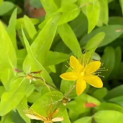 Foto von Großkelchiges Johanniskraut (Hypericum calycinum)