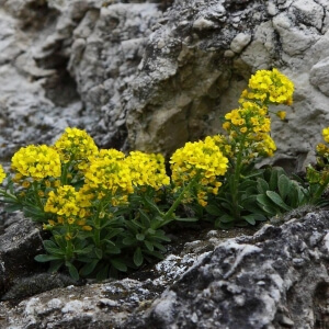 Alyssum montanum