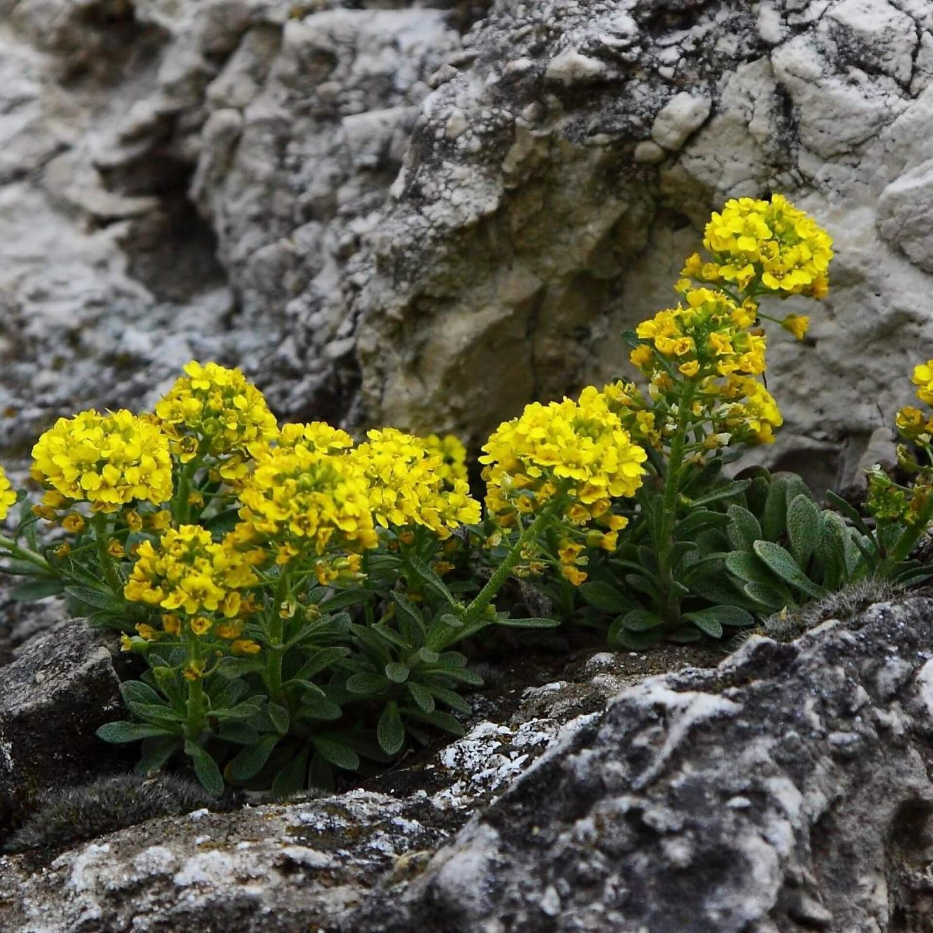 Berg-Steinkraut (Alyssum montanum)