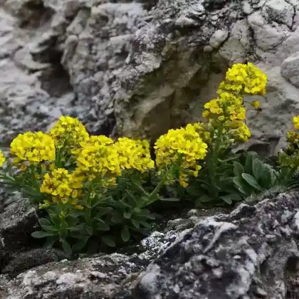 Foto von Berg-Steinkraut (Alyssum montanum)