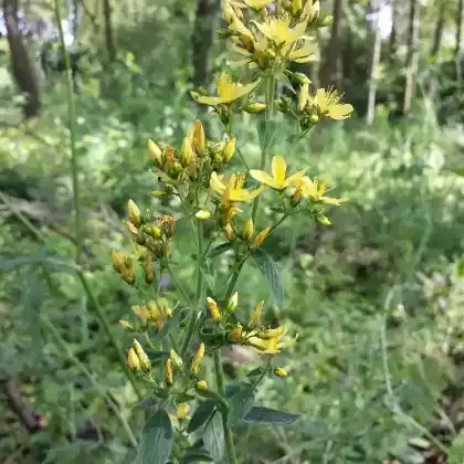 Foto von Behaartes Johanniskraut (Hypericum hirsutum)