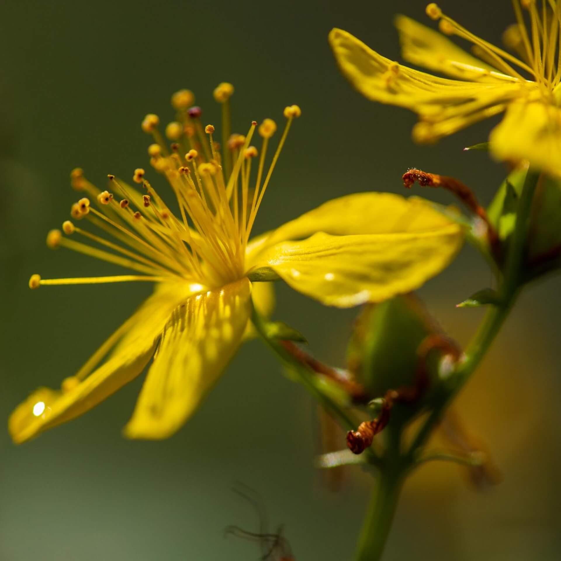 Geflecktes Johanniskraut (Hypericum maculatum)