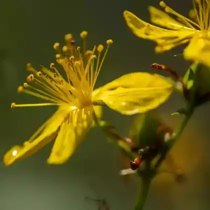 Foto von Geflecktes Johanniskraut (Hypericum maculatum)
