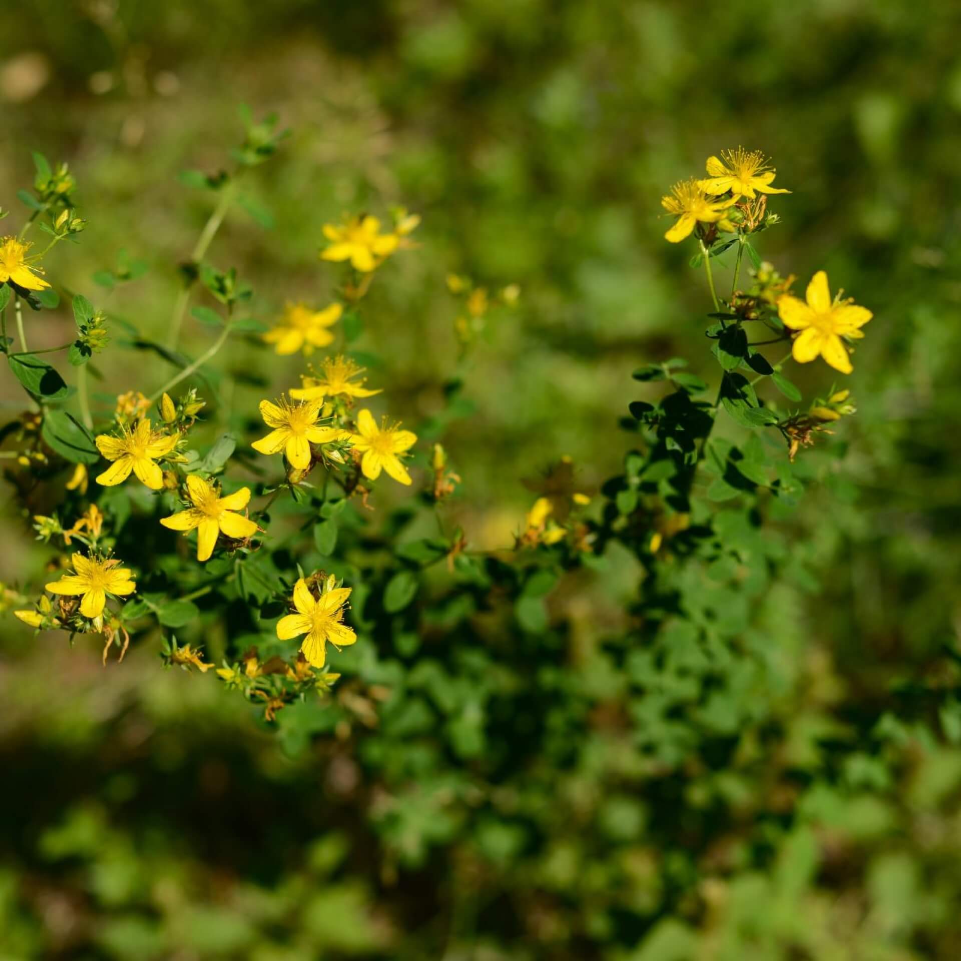 Echtes Johanniskraut (Hypericum perforatum)