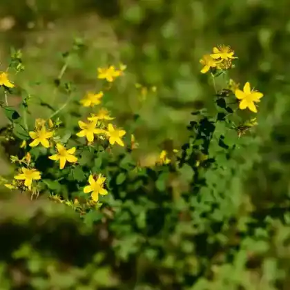Foto von Echtes Johanniskraut (Hypericum perforatum)