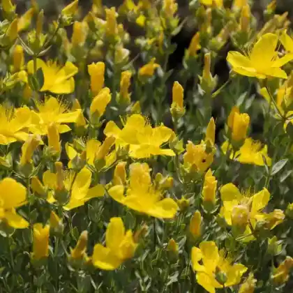 Foto von Polster-Johanniskraut (Hypericum polyphyllum)
