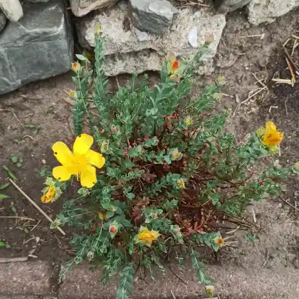 Foto von Polster-Johanniskraut 'Grandiflorum' (Hypericum polyphyllum 'Grandiflorum')