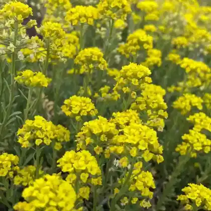 Foto von Berg-Steinkraut 'Berggold' (Alyssum montanum 'Berggold')
