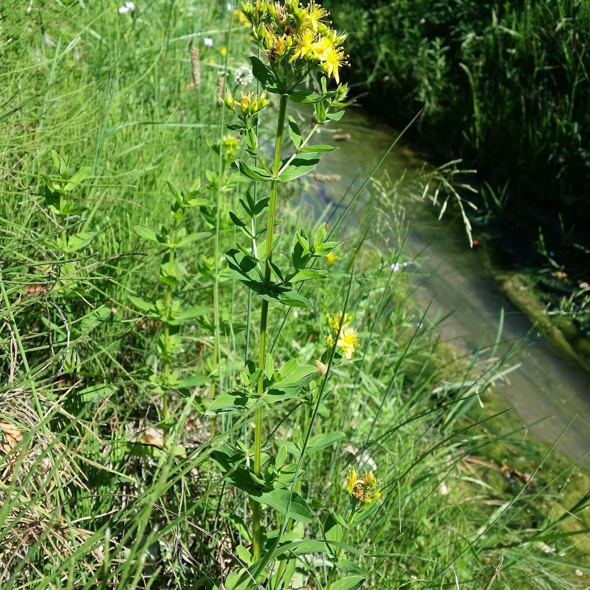 Flügel-Hartheu (Hypericum tetrapterum)