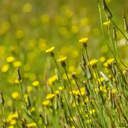 Foto von Kahles Ferkelkraut (Hypochaeris glabra)