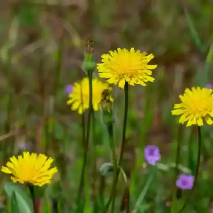 Foto von Gewöhnliches Ferkelkraut (Hypochaeris radicata)
