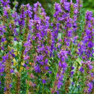 Hyssopus officinalis