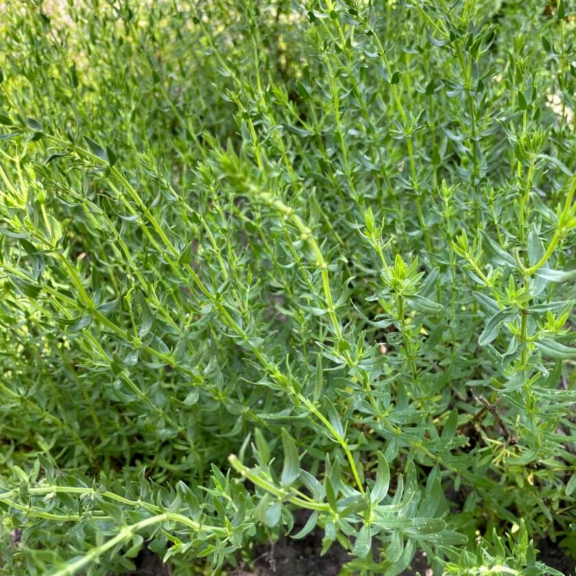 Ysop / Hyssopus officinalis